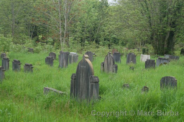 Arnos Vale grasslands