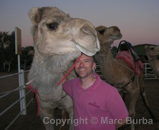 Alice Springs camel Frontier Camel Tours