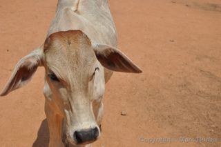 Cow, Bakong temple, Roluos Group