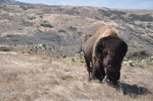 Catalina buffalo