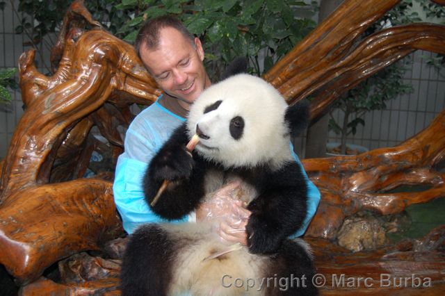 Chengdu panda