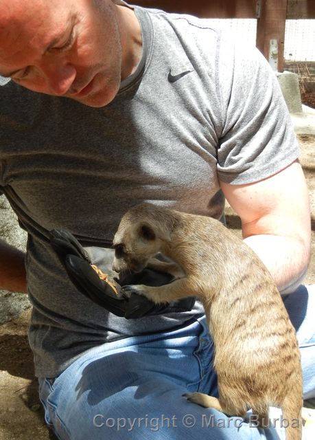 Feeding a meerkat