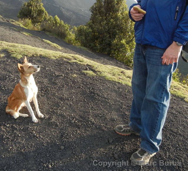 pacaya volcano dog