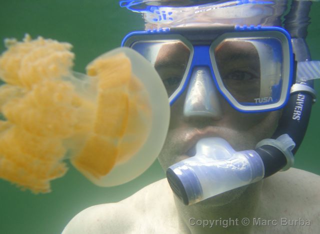 Jellyfish Lake, Palau