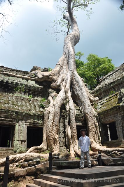 Ta Prohm banyan tree