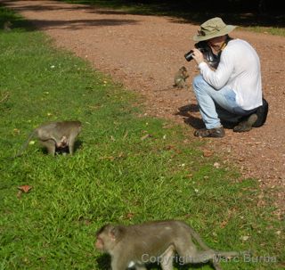 Angkor Wat monkeys