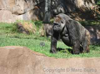 safari park gorilla