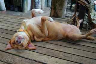 American Samoa Barefoot Bar dog