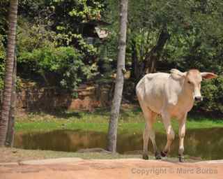 Bakong moat cow