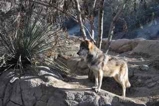 Living Desert wolf