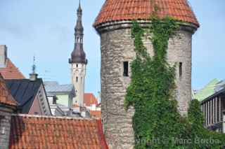 Tallinn Town Hall 