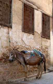 Fez mule, Fez Morocco