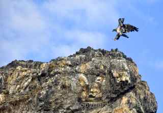 homer alaska eagle landing