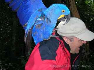 Bird park Iguazu Falls