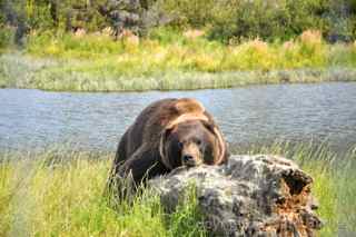 alaska wildlife conservation center bear