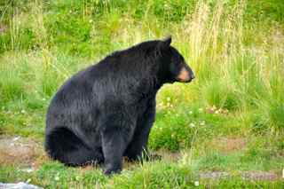alaska wildlife conservation center black bear