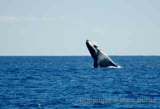 humpback whale Maui