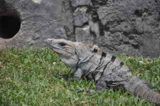 tulum iguana