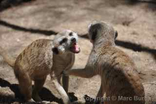 Fellow Earthlings meerkats