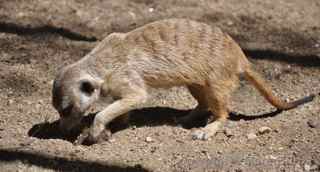 Fellow Earthlings meerkats
