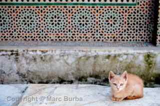 Fez medina cats, Fez Morocco