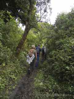 pacaya narrow trail