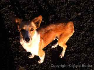 pacaya volcano stray dog