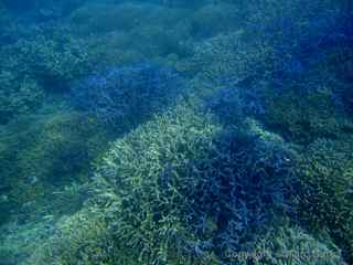 branch coral Nikko Bay