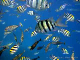 Palau Rock Islands fish