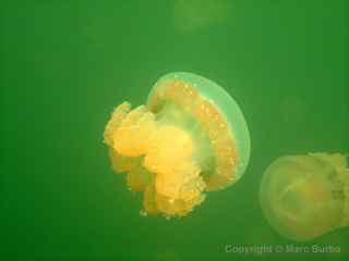 Palau Jellyfish Lake