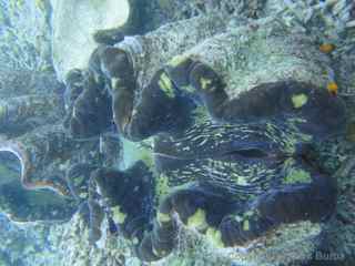 Rock Islands clam