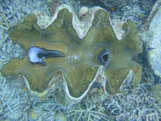 Palau clams