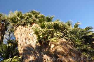 fan palm trees