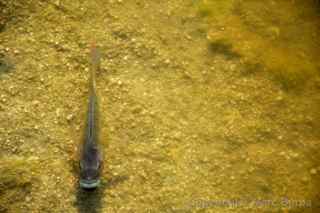 Salton Sea fish