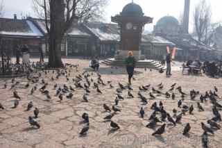pigeon square