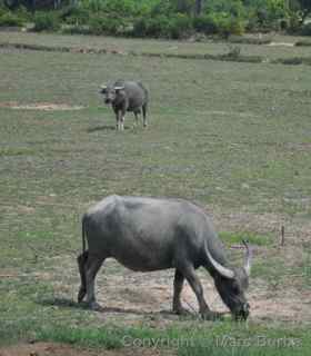 water buffalo, Siem Reap Cambodia