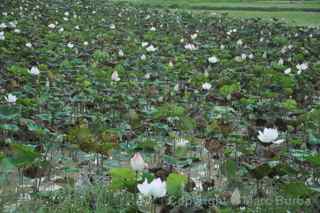 lotus flowers, Siem Reap Cambodia