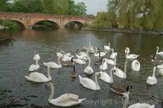 River Avon swans