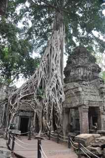 Ta Prohm, Cambodia, trees