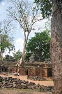 Ta Prohm, Cambodia, trees