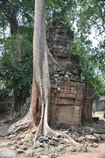 Ta Prohm, Cambodia, tree