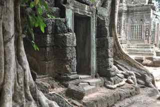 Ta Prohm, Cambodia, roots