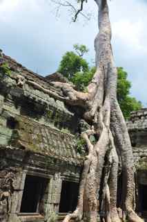 Ta Prohm, Cambodia, tree