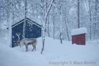 Tromso reindeer