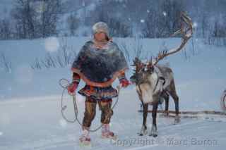Tromso reindeer