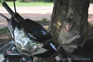 Angkor Wat monkey and motorbike