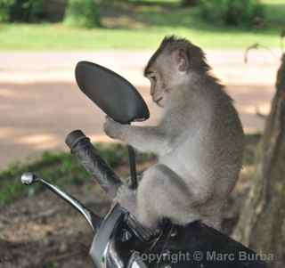 Angkor Wat monkey and motorbike